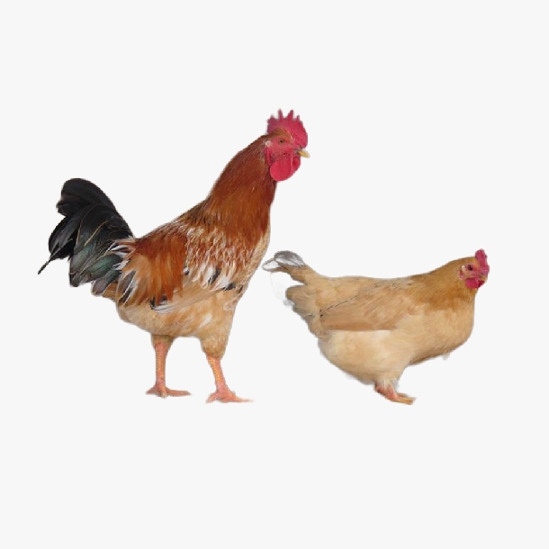 Mô Hình Gà Ri Lai – Giải Pháp Vàng Cho Hộ Chăn Nuôi Muốn Kiếm Thêm Thu Nhập