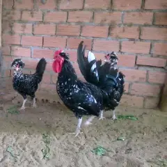 Cung cấp gà quý phi giống tốt