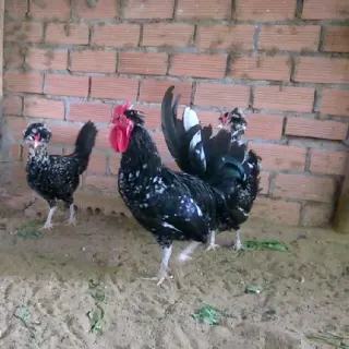 Cung cấp gà quý phi giống tốt