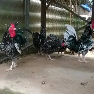 Cách làm cánh gà quý phi