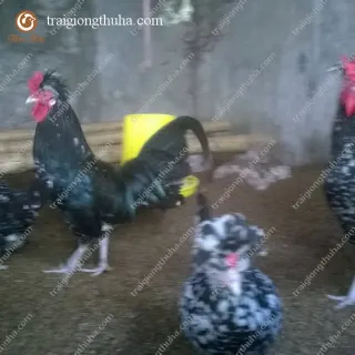 Gà quý phi bố mẹ