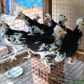 Gà Quý phi 4 tháng tuổi