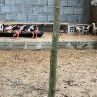 Biện pháp trống nóng cho gà đông tảo