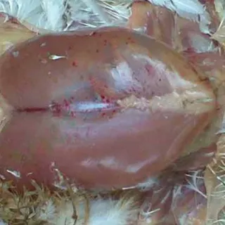Phòng và điều trị bệnh GumBoro 