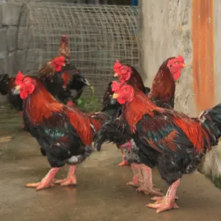 Những món tối kỵ tới thịt gà đông tảo