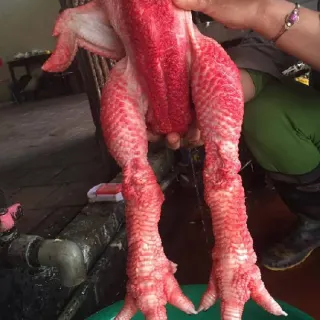 Thưởng thức gà Đông Tảo