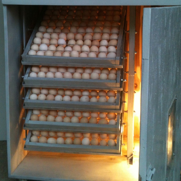 Quy trình kỹ thuật ấp trứng gà bằng máy