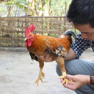 Gà 9 cựa