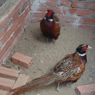 Chim trĩ đỏ