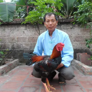 Gà Hồ