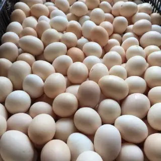 kỹ thuật nuôi gà ta đẻ trứng.