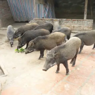 Kỹ thuật nuôi heo rừng lai