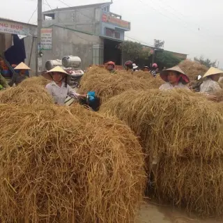 Phương pháp xử lý rơm làm thức ăn cho trâu bò