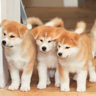 Kỹ Thuật nuôi chó