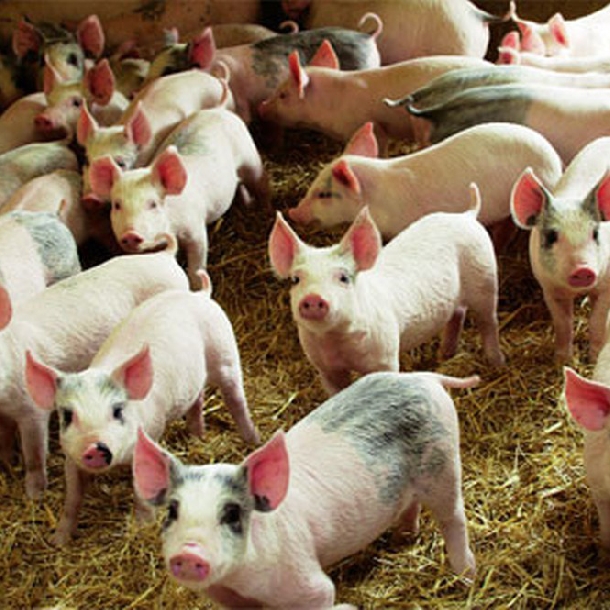 Hội chứng còi cọc ở lợn con sau cai sữa
