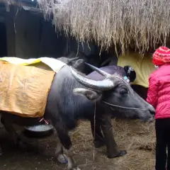 Biện pháp phòng bệnh cho gia súc, gia cầm trong mùa mưa bão