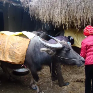 Biện pháp phòng bệnh cho gia súc, gia cầm trong mùa mưa bão