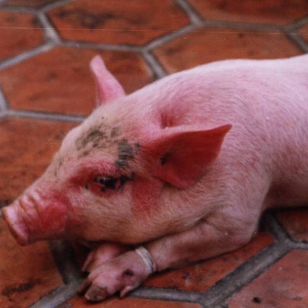 Bệnh phù đầu sưng mặt ở lợn con sau cai sữa