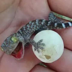 Kỹ thuật nuôi tắc kè