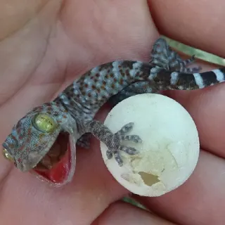 Kỹ thuật nuôi tắc kè
