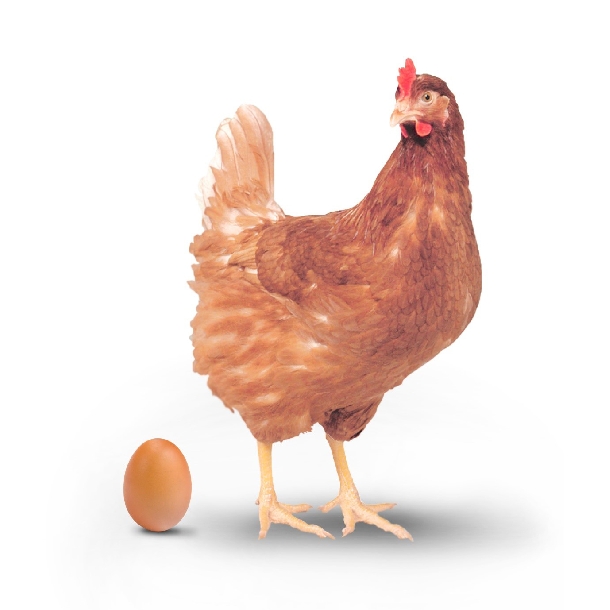 Kỹ thuật chăn nuôi gà thương phẩm giống siêu trứng HY-LINE và BABCOCK_B 380