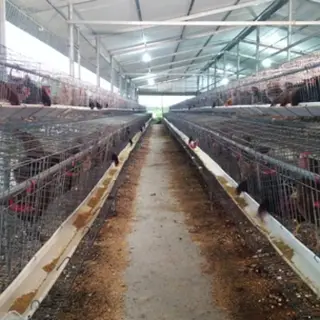 Để gà đẻ trứng đều