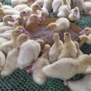 Kỹ thuật nuôi ngan con từ 1 - 12 tuần tuổi