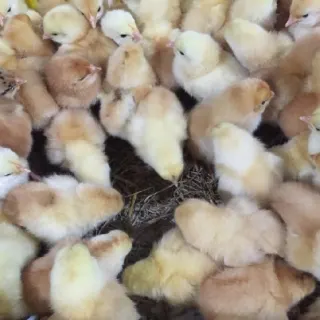 Hướng dẫn chăm sóc gà con 