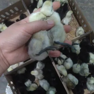 Kỹ thuật nuôi gà H'mông