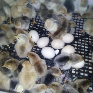Những vấn đề xảy ra trong quá trình ấp trứng gà