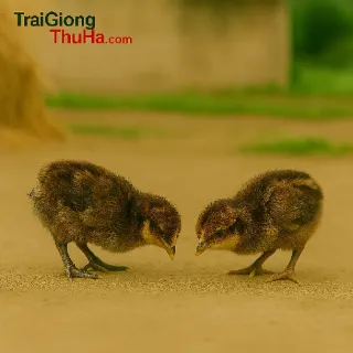 Cung cấp gà H'mông giống thuần chủng