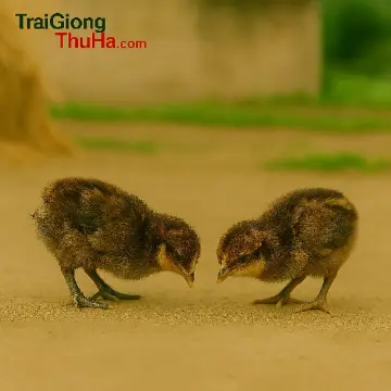 Cung cấp gà H'mông giống thuần chủng