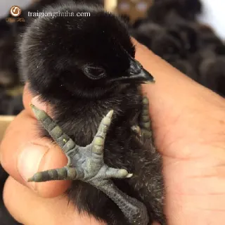 Các món ăn từ gà H'mông