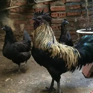Gà H' Mông bố mẹ thuần chủng