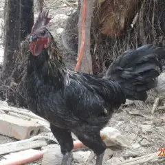 Gà H' Mông trống thuần chủng