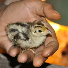 Chim trĩ đỏ giống