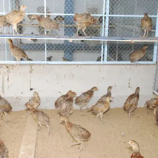 kỹ thuật làm chuồng nuôi chim trĩ