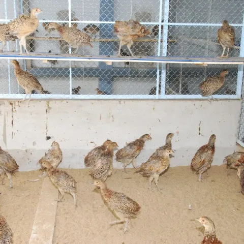 kỹ thuật làm chuồng nuôi chim trĩ