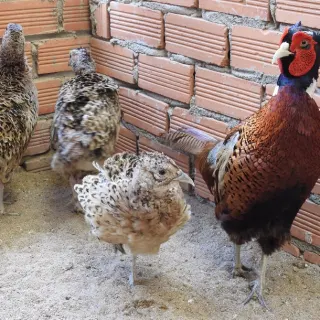 Chim trĩ đỏ hậu bị