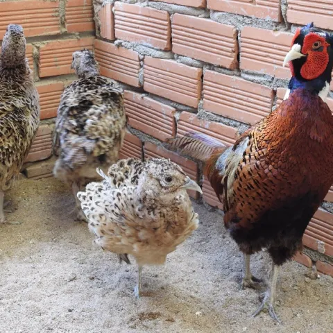 Chim trĩ đỏ hậu bị