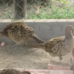Chim trĩ đỏ mái tơ