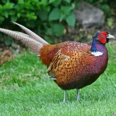 Cung cấp chim trĩ đỏ giống chuẩn