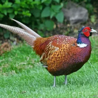 Cung cấp chim trĩ đỏ giống chuẩn