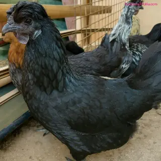 Con giống Gà ác đen