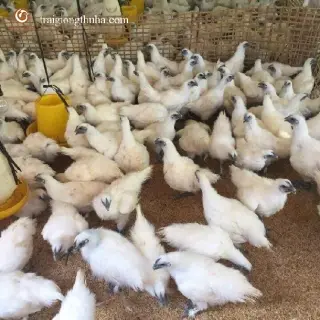 Cung cấp con giống gà ác trắng, gà ác đen