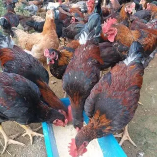 Cung cấp con giống gà chọi lai ( gà lai chọi )