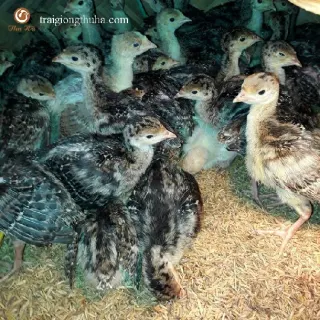 Cung cấp gà tây ( gà lôi ) giống