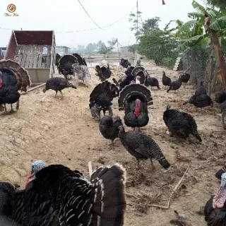 Đặc điểm giống gà tây ( gà lôi)