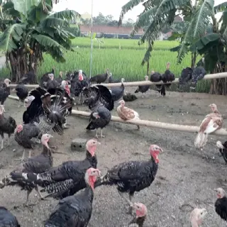 Hướng dẫn kỹ thuật nuôi gà tây