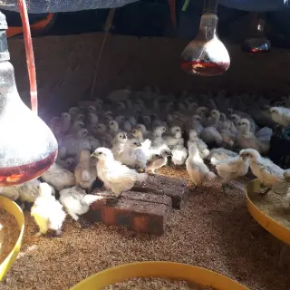 gà ác trắng giống